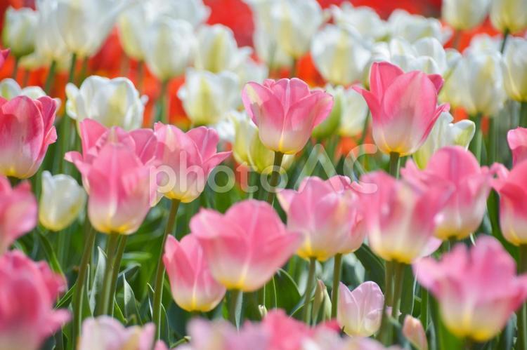チューリップ畑 チューリップ,花,ピンクの写真素材