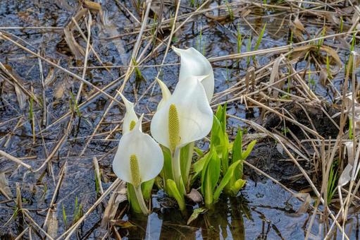Skunk cabbage 3, JPG Skunk cabbage 3, JPG