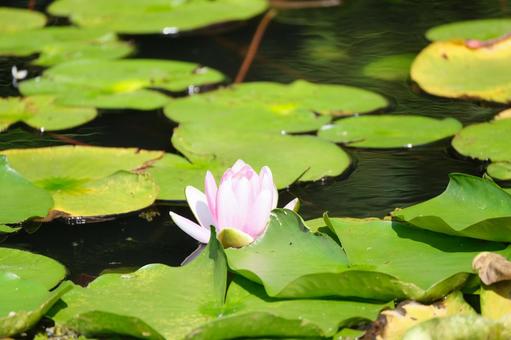 Water Lily, JPG