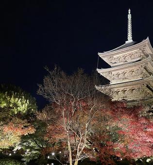 夜の東寺 夜の東寺の写真