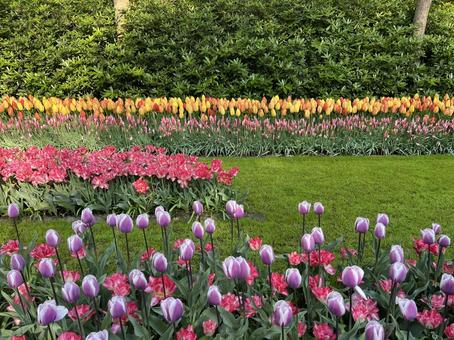 キューケンホフ公園 キューケンホフ,チューリップ,アムステルダムの写真素材