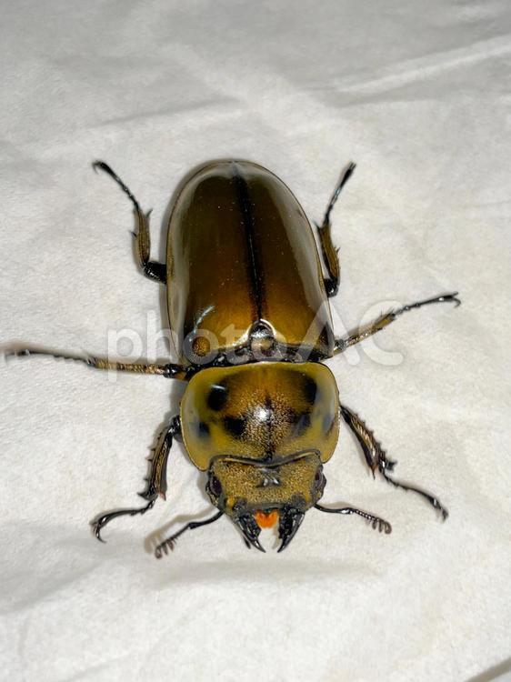 ババオウゴンオニクワガタのメス クワガタ,クワガタムシ,外国産の写真素材