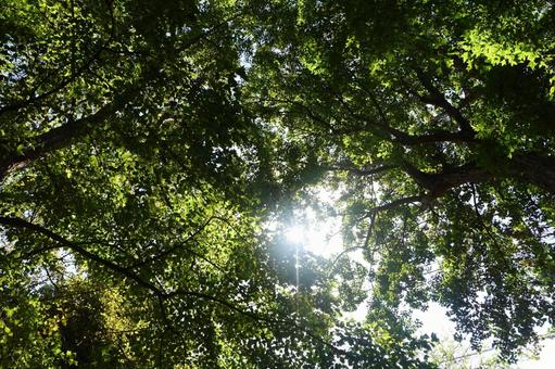 木漏れ日 木漏れ日 木漏れ日,木,林の写真素材