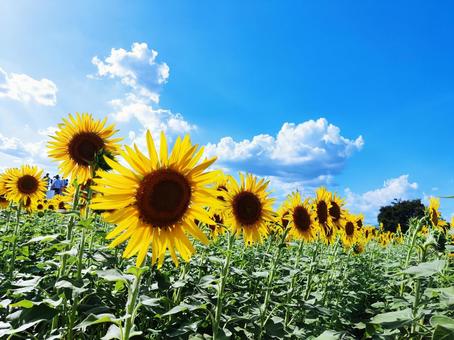 夏の青空とひまわり畑 夏の青空とひまわり畑 ひまわり,ヒマワリ,向日葵の写真素材
