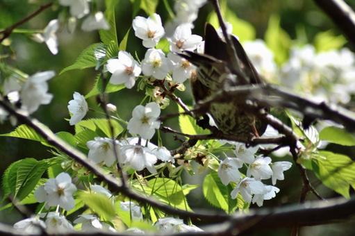 Oshima Sakura Spring scenery, ooshimazakura, ciliegio di oshima, uccello selvaggio, JPG