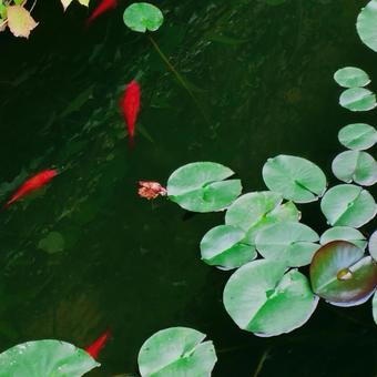 金魚 金魚 金魚,魚,動物の写真素材
