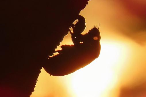 空蝉（うつせみ） 夏の夕暮れ,夕陽,空蝉の写真素材