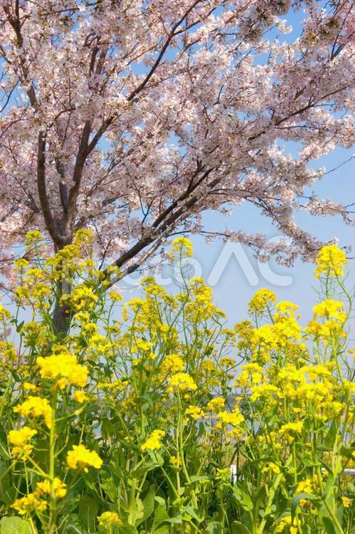 菜の花と桜 菜の花,桜,アブラナの写真素材
