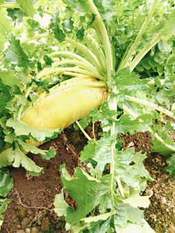 大根 大根 大根,野菜,土の写真素材