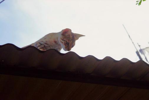 降りられない仔猫 ネコ,仔猫,トラネコの写真素材