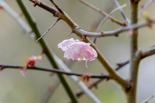 A single cherry blossom blooming on the tip of a branch, cherry blossoms, flower, petal, JPG