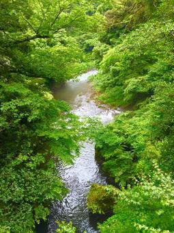 緑と川 緑と川の写真