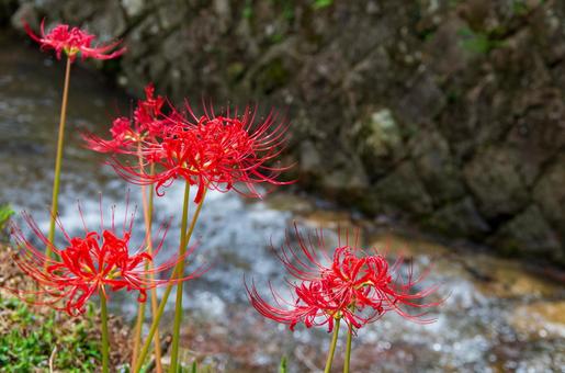 川辺の彼岸花 川辺の彼岸花 9月,秋,彼岸の写真素材