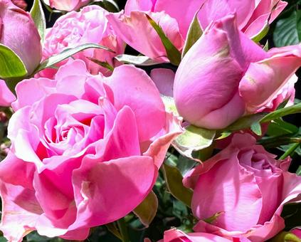 Rose, JPG Rose, JPG