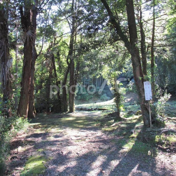 栃木県那須烏山・烏山城趾に続く山道 木,木々,林の写真素材