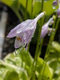 擬宝珠の花 擬宝珠の花の写真