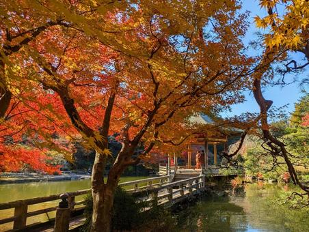 紅葉 紅葉 紅葉,秋,朱の写真素材