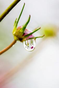 水滴⑽ 水滴⑽ 水滴,雫,玉の写真素材