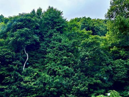 木が鬱蒼とした山 木が鬱蒼とした山 山,曇り空,空の写真素材