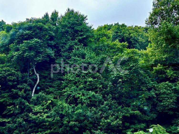 木が鬱蒼とした山 山,曇り空,空の写真素材