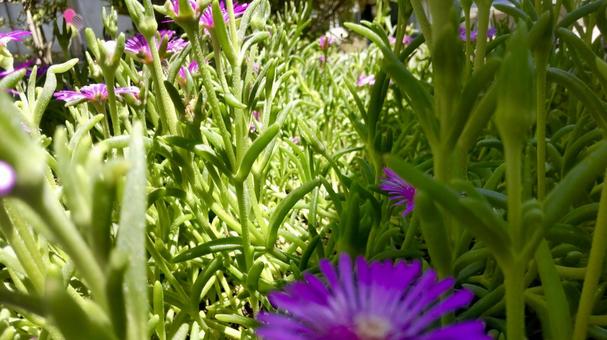 花がある暮らし 花がある暮らしの写真