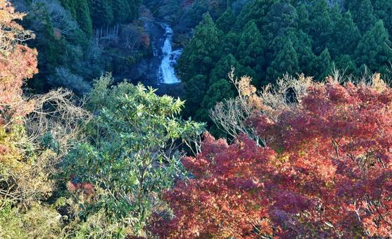 <千葉県>粟又の滝(養老渓谷) <千葉県>粟又の滝(養老渓谷) 粟又の滝,養老渓谷,秋の写真素材