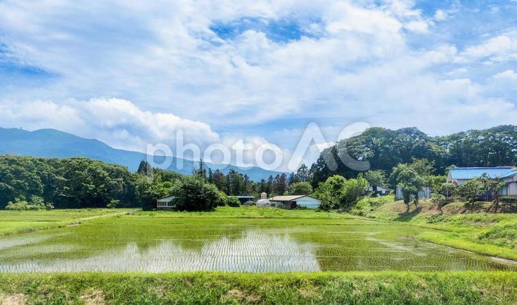 御殿場線車窓から御殿場市東田中付近の水田 jr御殿場線,車窓風景,沿線風景の写真素材