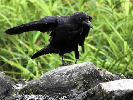 堰石の上に立つカラス 堰石の上に立つカラスの写真