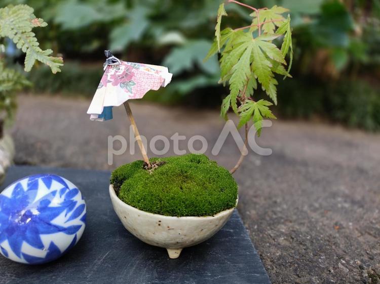 苔盆栽 苔,苔玉,緑の写真素材