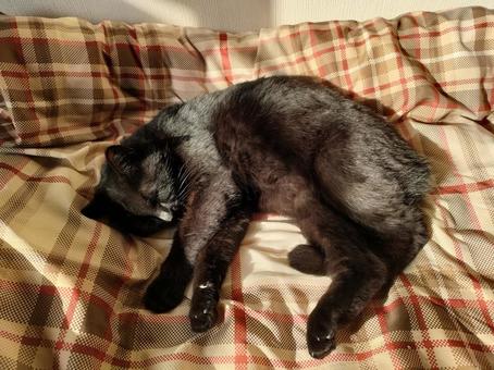 黒猫 ねこ,ネコ,キャットの写真素材