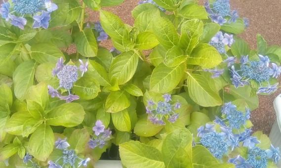 紫陽花 夏,鉢植え,ガクの写真素材