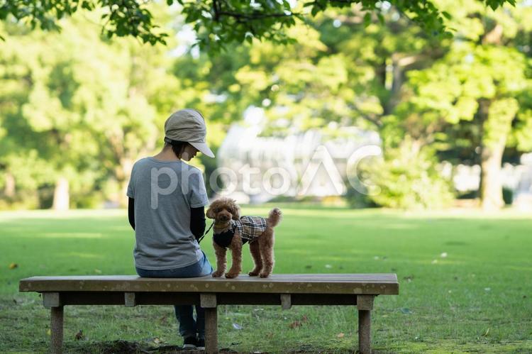 夏の公園で散歩するトイプードル トイプードル,トイプー,夏の写真素材