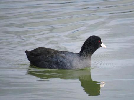 川で泳ぐオオバン 川で泳ぐオオバン オオバン,大鷭,鳥の写真素材