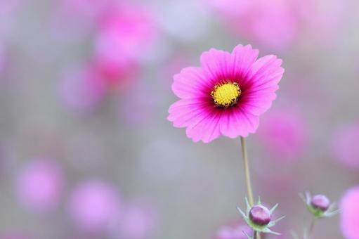 カラフルな背景とコスモスの花 カラフルな背景とコスモスの花の写真
