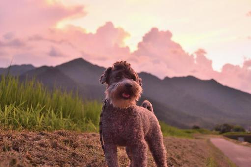 夕方のお散歩 夕方のお散歩の写真