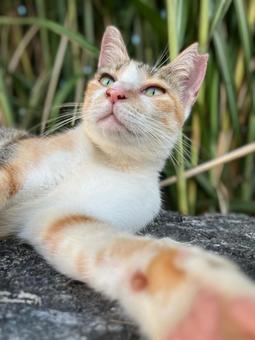 ねこ Cat ねこ Cat ねこ,cat,のらねこの写真素材