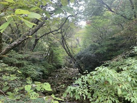 山あいを流れる渓流と野草のある初秋の風景の写真