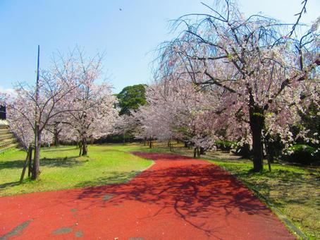 桜の公園 桜,花,木の写真素材