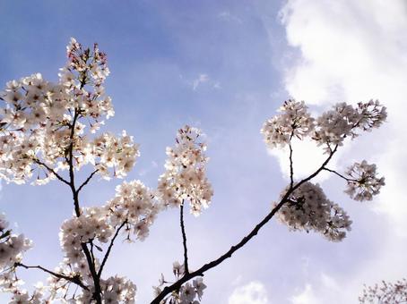 Sunny skies and cherry blossoms 2, flower, china, cherry blossoms, JPG