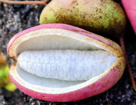 東北地方ではごちそう 東北地方ではごちそうの写真