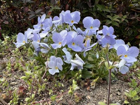 春に咲く淡い紫色のビオラの花 春に咲く淡い紫色のビオラの花 ビオラ,花,春の写真素材