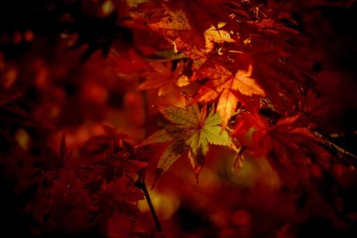 ＜素材＞紅葉した夕暮れのヤマモミジ 紅葉,モミジ,ヤマモミジの写真素材