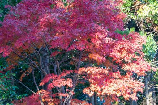 秋の気配・色づく紅葉 秋の気配・色づく紅葉 モミジ,紅葉,秋の背景の写真素材