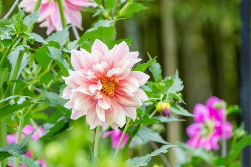 初夏に咲き誇るピンクのダリア ダリア,花,花びらの写真素材