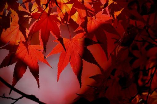 もみじの写真