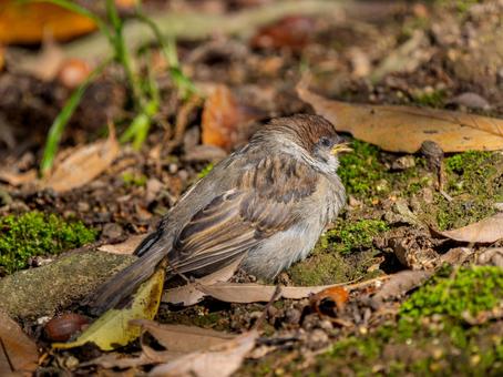 Young sparrow, JPG Young sparrow, JPG