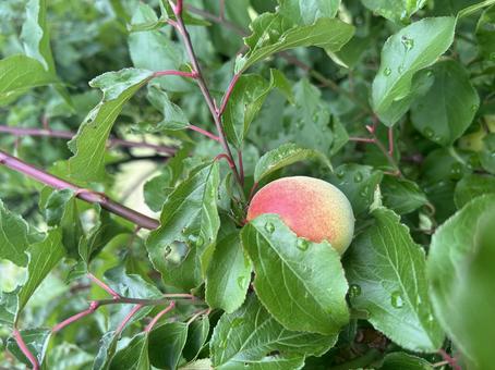 梅 梅,雨上がり,梅狩りの写真素材