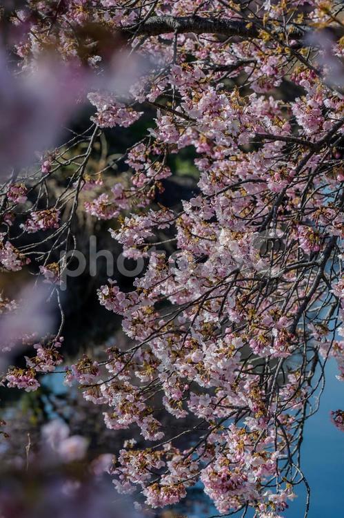 青毛堀川沿いの河津桜 河津桜,サクラ,花の写真素材