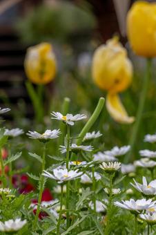 チューリップの花壇 チューリップの花壇の写真