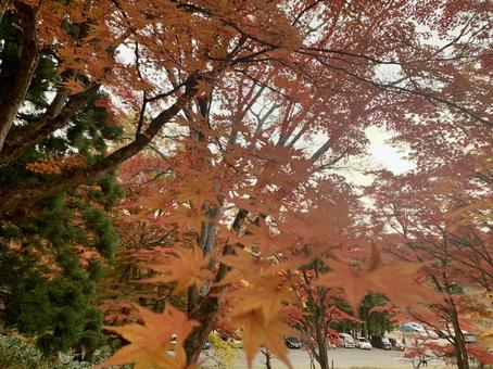 たくさんのもみじ 秋,もみじ,モミジの写真素材